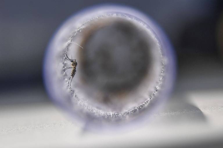 DNA pode deixar bebês mais vulneráveis ao zika, diz estudo